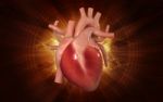 Human Heart Stock Photo