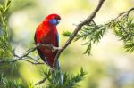 Crimson Rosella Stock Photo