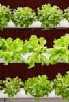 Aeroponics Plantation In Glasshouse Stock Photo