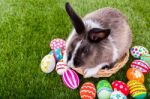 Rabbit And Easter Eggs In Green Grass Stock Photo