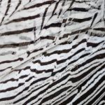 Silver Pheasant Feathers Stock Photo