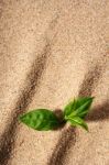 Plant In Sand Stock Photo