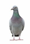 Portrait Full Body Of Speed Racing Pigeon Bird Isolate White Background Stock Photo