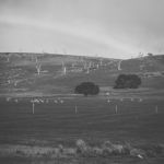 Sheep On The Farm During The Day Stock Photo