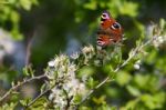 European Peacock Butterfly Stock Photo