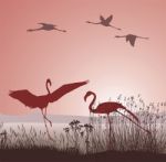 Engagement Dancing Flamingos Stock Photo