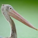 Spot-billed Pelican Stock Photo