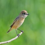 Eastern Stonechat Stock Photo