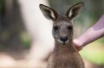 Kangaroo Outside Stock Photo