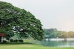 Tree At The Lake In Park Stock Photo