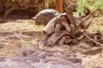 Giant Tortoises Mating In Darwin Station, Galapagos Stock Photo