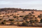 Dry Landscape Of Alentejo Region Stock Photo