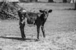 Country Cow  Stock Photo