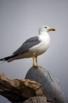 Bird On Top Stock Photo