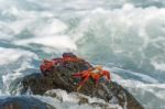 Sally Lightfoot Crab On Galapagos Islands Stock Photo