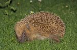 Hedgehog Stock Photo