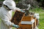 A Beekeeper At Work Stock Photo