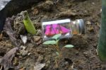 Miniature Sailboats In Bottles. In The Photo As An Object Accompanied By His Newly Grown Buds Stock Photo