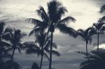 Palm Trees Silhouettes On The Beach On A Cloudy Day Stock Photo