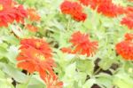 Red Zinnia Flower In Public Garden Slope Angle Stock Photo