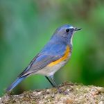 Male Red-flanked Bluetail Stock Photo