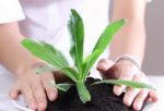 Hand Holding Plant Stock Photo