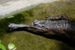 Fuengirola, Andalucia/spain - July 4 : Tomistoma (tomistoma Schl Stock Photo