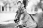 Kangaroo Outside During The Day Stock Photo