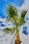 Top Of A Palm Tree Stock Photo