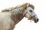 Side View Of White Horse Head Isolated White Background Stock Photo