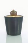 Cactus Stock Photo