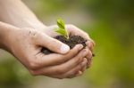 Hands Holding Seedleng Stock Photo