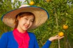 Gardener Girl In Orange Garden, North Of  Thailand Stock Photo