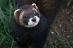 European Polecat (mustela Putorius) Stock Photo