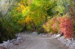 Autumn Scenery With Yellow, Green And Red Shinning Leaves In Fall In The Forest Stock Photo