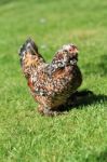 Bantam Chicken Taking A Stroll Stock Photo