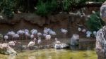 Greater Flamingos (phoenicopterus Roseus) At The Bioparc Fuengir Stock Photo