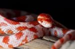 Red Corn Snake Stock Photo