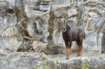 Serow Stock Photo