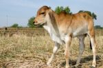 One Brown Calf Graze In The Field On The Farm Stock Photo