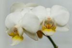 3 Flowers On A Branch Stock Photo