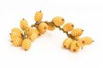 Rattan Fruit On White Background Stock Photo