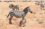 Zebras In Serengeti National Park Stock Photo