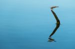 Dragonfly Reflection Stock Photo