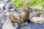 Sea Lion In Galapagos Islands Stock Photo