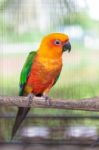 Colorful Jandaya Conure Stock Photo