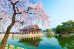 Gyeongbokgung Palace With Cherry Blossom In Spring,south Korea Stock Photo