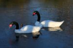 Black_necked Swans (cygnus Melancoryphus) Stock Photo