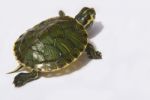 Turtle Stock Photo