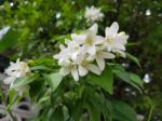 Bouquet Of Oraange Jessamine Flower Stock Photo